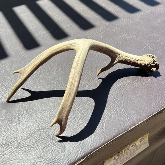 Dear antler shedding, real authentic display - Picture 4 of 7